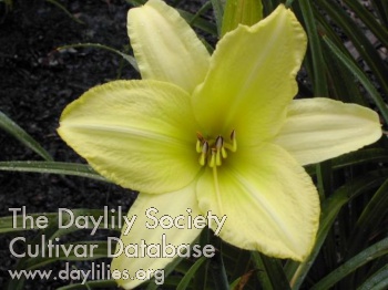 Daylily Irish Ice